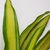 Dracena - comprar online