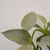 Philodendro plateado - comprar online