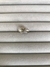 Falange Infinito Pl y Marquesitas - comprar online