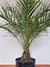 Phoenix Robellini, palmera enana - Bambú Cultivos