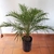Phoenix Robellini, palmera enana en internet