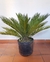 Cyca Revoluta 10 lts - comprar online