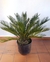 Cyca Revoluta 10 lts