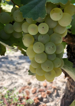 Pasaje Nobrega Chardonnay de las cenizas 2019 - tienda online