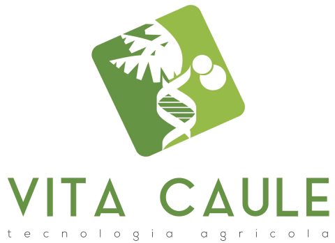 VITA CAULE
