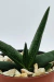 GASTERIA - comprar online