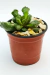 ADROMISCHUS CRISTATUS