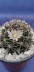 MAMMILLARIA DECIPIENS SCHEIDW. - Espinas Mansas