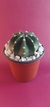 ECHINOPSIS SUBDENUDATA - comprar online