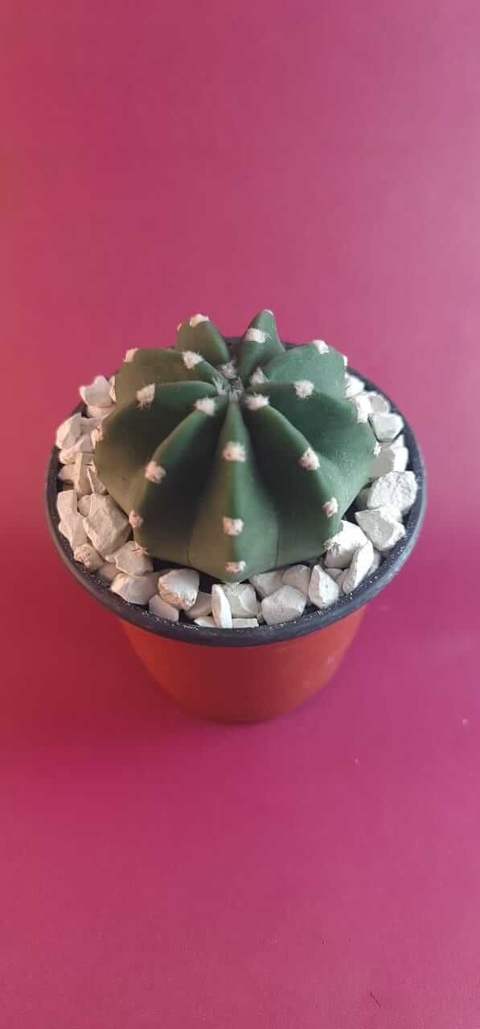 ECHINOPSIS SUBDENUDATA