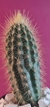 PILOCEREUS PIAUENSIS - comprar online