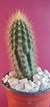 PILOCEREUS PIAUENSIS