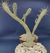 EUPHORBIA MAMMILLARIS VARIEGATA - tienda online