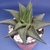 HAWORTHIA LIMNIFOLIA