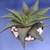 HAWORTHIA LIMNIFOLIA - comprar online