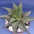 HAWORTHIA LIMNIFOLIA en internet