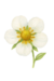 Imagem do Flores