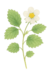 Flores na internet