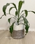 Canasto Nasser - comprar online