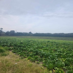 7.5 HECTAREAS - RUTA 226 KM 10 LAGUNA DE LOS PADRES MAR DEL PLATA - Grasso Inmobiliaria. Negocios inmobiliarios en la Ciudad de Mar del Plata