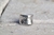 ANILLO PULCHRA - comprar online