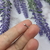 Piercing tragus pico en internet
