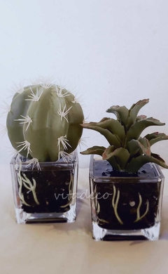 Mini suculenta en base de vidrio Deco en internet