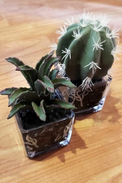 Mini suculenta en base de vidrio Deco - tienda online