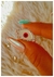 Pulsera ojo turco brillante combinada/ Acero blanco - comprar online