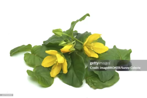 Lisimáquia (Lysimachia congestiflora)
