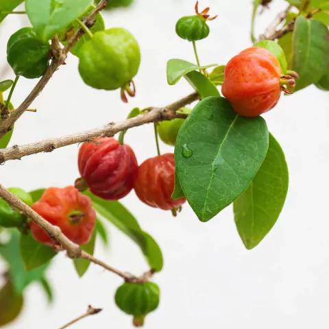 Pitanga - Eugenia uniflora - comprar online