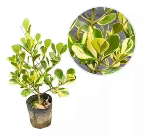 Clusia Variegata 50cm