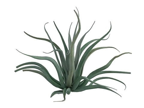 Agave Polvo (Agave vilmoriniana)