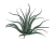 Agave Polvo (Agave vilmoriniana)