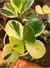 Clusia Variegata 50cm - comprar online