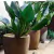 Pacová (Philodendron Martianum) - comprar online