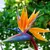Strelitzia Reginae - Loja do Parana Gardener