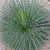 Imagem do Agave Palito