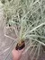 Barba de Serpente (Ophiopogon jaburan) - comprar online