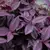Lambari Roxo (Caixa com 15 unidades) - Loja do Parana Gardener