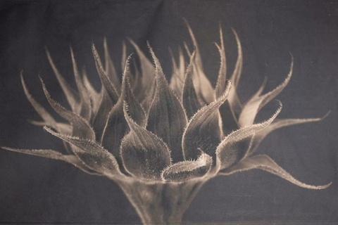 Mural espléndida - PRE ORDER