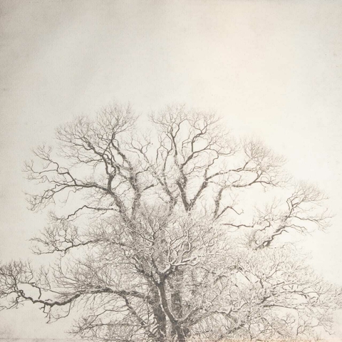 Mural árbol - PRE ORDER