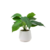 Maceta con Philodendron