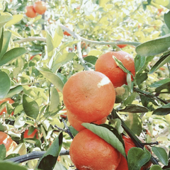 Mandarina