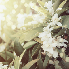 Neroli