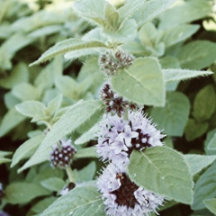 Menta Arvensis