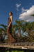 Imagen de The Wild Dress