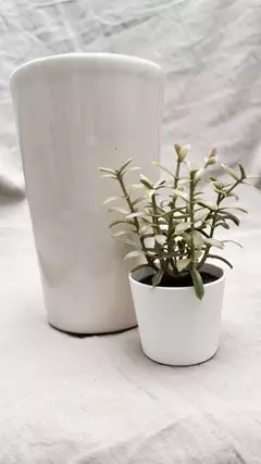 Plantita artificial - Aurora