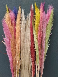 Pampa Grass en internet
