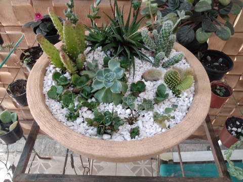 Terrário de Suculentas Naturais
